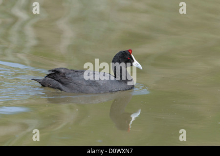 Kammblässhuhn, Fulica Cristata, rot genoppt Blässhuhn Stockfoto