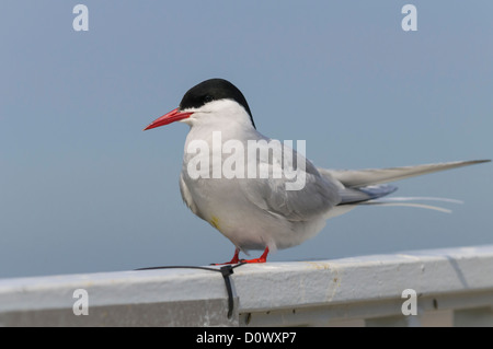 Küstenseeschwalbe Sterna Paradisaea, Küstenseeschwalbe Stockfoto