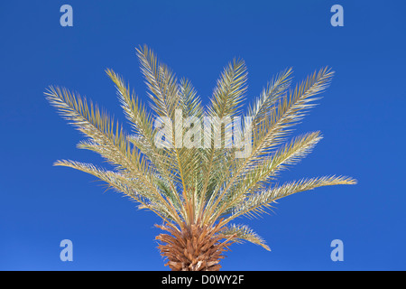 Oben auf einer Dattelpalme, Phoenix Dactylifera, Ägypten Stockfoto