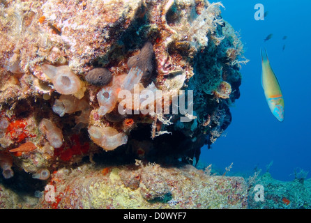 Moon wrasse oder mondsichel Lippfisch (Thalassoma lunare) ist Schwimmen neben der Kolonie seescheiden oder Seescheiden (Halocynthia sp.) Stockfoto