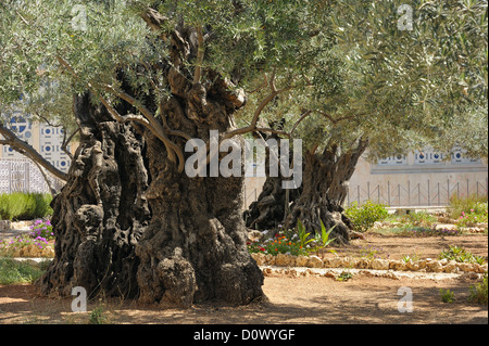 Garten Gethsemane am Ölberg Stockfoto