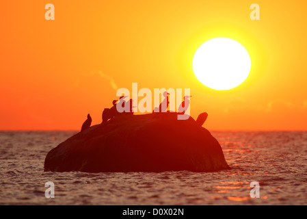 Gruppe von der Kormoran (Phalacrocorax Carbo), Hiiumaa Insel, Estland, Europa. Stockfoto