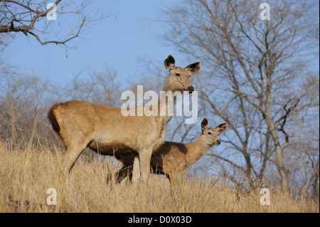 Alert weibliche Sambar-Hirsch (Rusa unicolor) mit Faon im trockenen Grasland von Ranhambhore Stockfoto