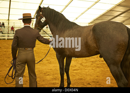 -Faire Pferde - spanische Pferde. Stockfoto