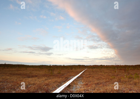 Hölzerne Naturlehrpfad im Naturschutzgebiet Alam Pedja, Estland, Europa. Stockfoto