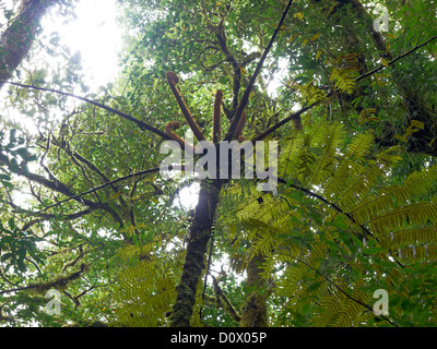 Baumfarne in der Wolke Wald Reserva biologischen, Monteverde; Provinz Guanacaste; Costa Rica; Zentralamerika Stockfoto