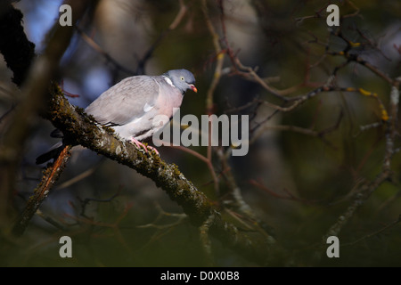 Woodpigeon (Columba Palumbus), Estland, Europa. Stockfoto