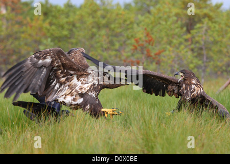 Bekämpfung der Seeadler (Haliaeetus Horste), Europa Stockfoto