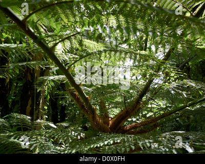 Baumfarne in den Cloud Forest der Reserva Biologica Bosque Nubosa Monteverde; Costa Rica, Zentralamerika Stockfoto