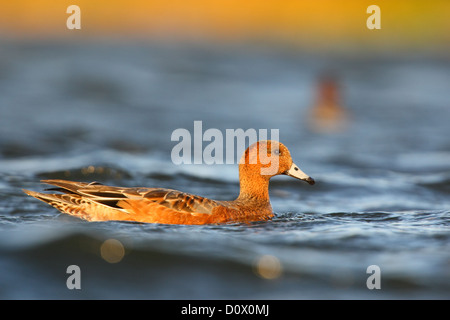 Pfeifenten (Anas Penelope), Europa Stockfoto