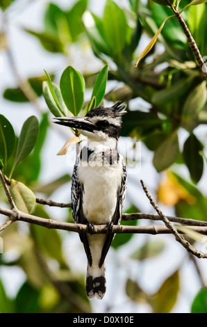 Pied Kingfisher (Ceryle Rudis) Kotu Stream Gambia Westafrika Stockfoto