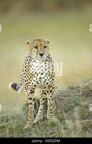 Geparden zu Fuß in das Grasland der Masai Mara in Kenia, Afrika Stockfoto