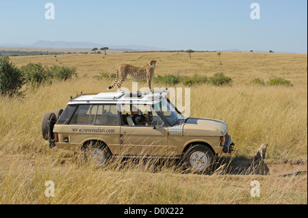 Geparden sitzt oben auf einer Safari-Fahrzeugen in der Masai Mara Stockfoto