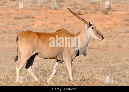 Gemeinsame elenantilope (taurotragus Oryx), erwachsene Frau zu Fuß auf trockenes Gras, Kagalagadi Transfrontier Park, Northern Cape, Südafrika, Afrika Stockfoto