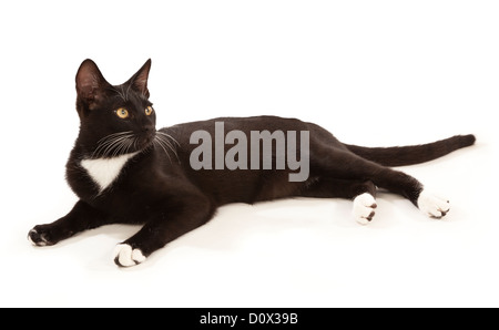 Eine junge schwarze Katze mit weißen Lätzchen liegend auf einem weißen Hintergrund Stockfoto