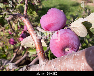 Zwei erröten Äpfel auf dem Baum eine verschorft. Zwei Äpfel bedeckt mit einem bläulichen erröten undurchsucht auf einem Apfelbaum. Stockfoto