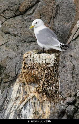 Kittiwake aufs Nest auf einer felsigen Klippe Stockfoto