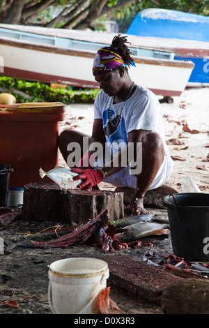 Mann ausnehmen und Reinigung frisch gefangen Fisch, an einem Strand am Mare Anglais, Beau Vellon, Insel Mahe, Seychellen Stockfoto