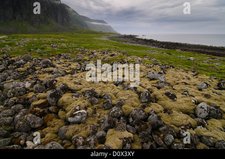 Steinen und Kieseln bedeckt in Moosen an der Küste einer Lofoten-Insel in der Nähe von Eggum in Norwegen Stockfoto