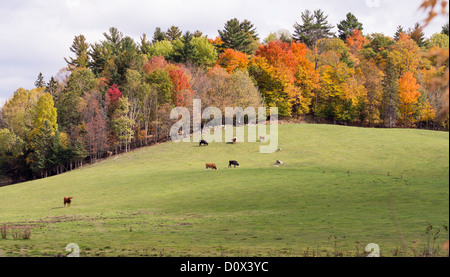 Wachposten. Ein einsamer Stier steht Wache über eine kleine Herde von Rindern auf einem sanften Hügel mit Herbstlaub oben Stockfoto