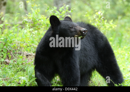 Schwarzer Bär in Cades Cove, Great Smoky Mountains Nationalpark. Stockfoto