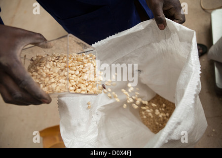 Arbeiter füllen Säcke von Mais in einem Lagerhaus in Kampala, Uganda, Ostafrika. Stockfoto