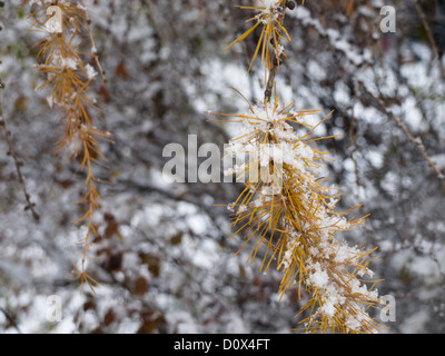 Die Lärche, Larix Decidua, Nahaufnahme von /needles gelbe Blätter im Herbst abfallen, Schnee auf den Blättern bereit Stockfoto