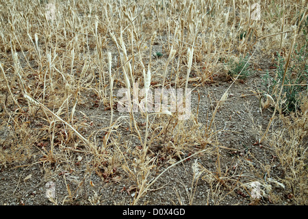 Weizenfeld, Missernten aufgrund der Trockenheit. Stockfoto