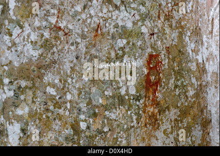 Namen geschnitzt auf Baumrinde im Botanischen Garten, Kandy, Sri Lanka, Asien Stockfoto