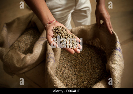 Ein Arbeiter hält Kaffeebohnen in einem Lagerhaus in Kampala, Uganda, Ostafrika. Stockfoto