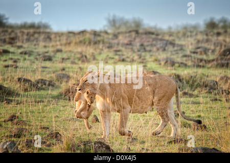 Löwin, Panthera Leo, tragen eine Cub in ihrem Mund, Masai Mara National Reserve, Kenia, Afrika Stockfoto