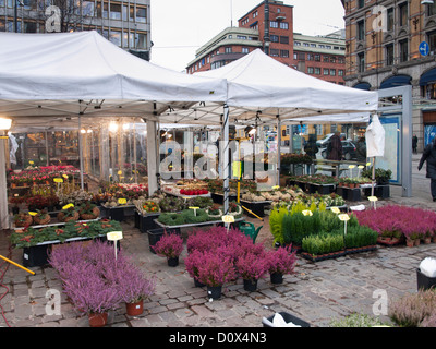 Im freien Markt am Stortorget Platz in Oslo Norwegen, Herbstblumen auf Angebot Straßenbahn- und Bushaltestelle hinter Stockfoto