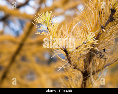 Die Lärche, Larix Decidua, Nahaufnahme von gelben Blätter /needles im Herbst bereit zu fallen Stockfoto