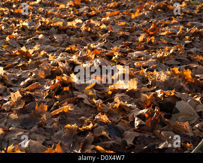 Braune trockene Blätter im Herbst oder Winter leichte Wald Detail aus Oslo Norwegen Stockfoto