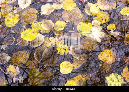 Gefallene Herbstlaub in einer Pfütze Wasser schweben Stockfoto