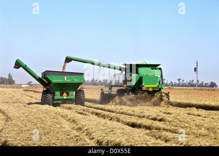 John Deere kombinieren Ernte "kurzer" Kornreis einzahlen auf Bankout Wagen. Stockfoto