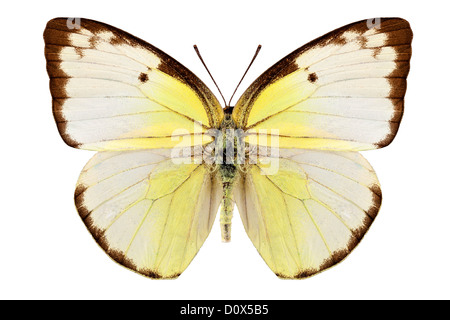 Schmetterling Arten Catopsilia Pomona "Lemon Emigrant" in high-Definition konzentriert sich isoliert auf weißem Hintergrund Stockfoto