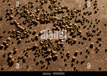 Grüne Gramm (Linsen oder Hülsenfrüchte) und Taube Erbse in einem Warenlager in Dar Es Salaam, Tansania, Ostafrika. Stockfoto