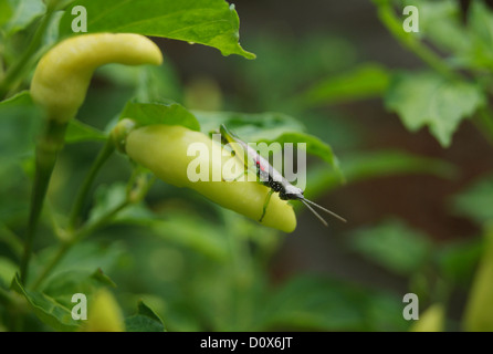 Heuschrecke Typ Insect Pest Bug Angriff Pfeffer kühl (Capsicum Annuum) Pflanzen in Kerala Indien Stockfoto