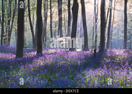 Fantastische Lichtstrahlen beleuchten die Glockenblumen auf dem Waldboden auf Micheldever Holz. Stockfoto