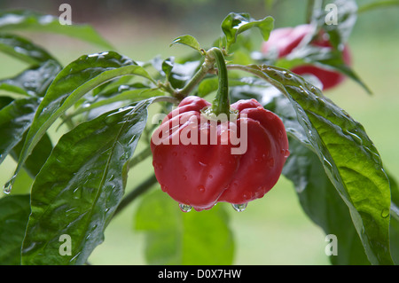 Sehr feurige Scotch Bonnet Chilly Pepper "Capsicum Chinensis' noch wachsen und Reifen an der Pflanze. Sie sind hauptsächlich auf den karibischen Inseln gefunden. Stockfoto
