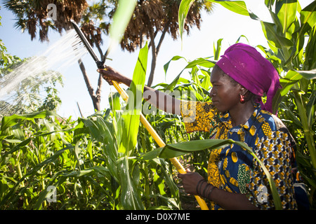 Eine Frau Wasser ihren Garten mit Hilfe von Pedal Pumpe Bewässerungssystem in Doba, Tschad, Afrika. Stockfoto