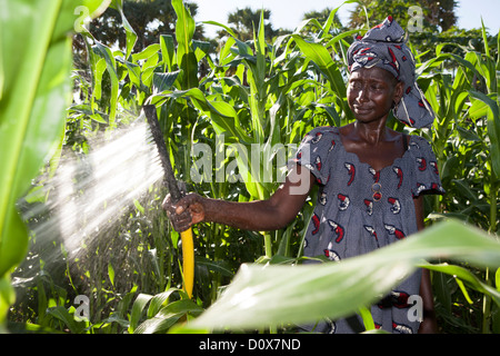 Eine Frau Wasser ihren Garten mit Hilfe von Pedal Pumpe Bewässerungssystem in Doba, Tschad, Afrika. Stockfoto