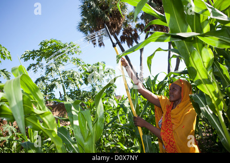 Eine Frau Wasser ihren Garten mit Hilfe von Pedal Pumpe Bewässerungssystem in Doba, Tschad, Afrika. Stockfoto