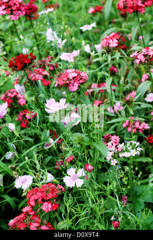 Schöne Blumen in einem Garten Stockfoto