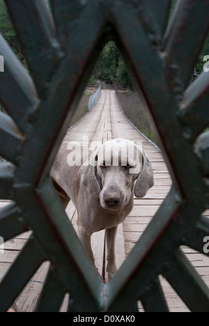 Hund hinter einem Tor auf einer Brücke in Canyon Maipo, Chile. Stockfoto