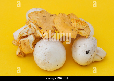 Mehrere Button und Pfifferlinge Pilze auf einem gelben Hintergrund. Stockfoto