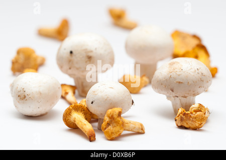 Mehrere Button und Pfifferlinge Pilze auf einem weißen Hintergrund. Stockfoto