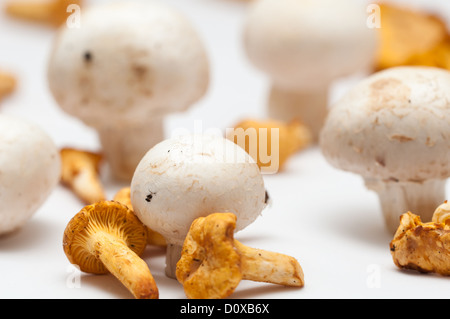 Mehrere Button und Pfifferlinge Pilze auf einem weißen Hintergrund. Stockfoto