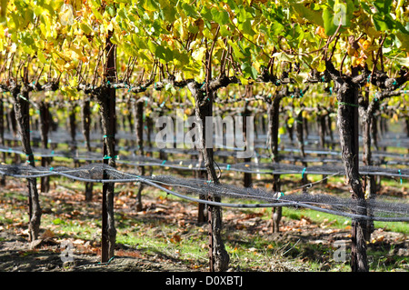 Weinberg im Herbst Herbst Stockfoto
